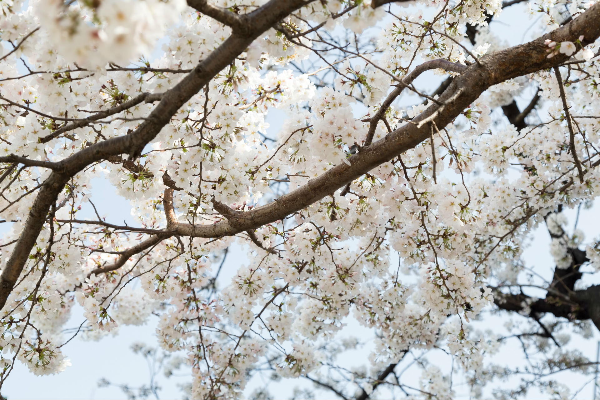 入学シーズンの桜